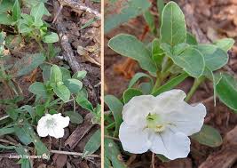 Image result for Ruellia patula