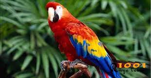 Yeni ev, eski ev almak. Ruyada Papagan Gormek Yakalamak Beyaz Yesil Renkli Papagan Papagan Hayvanlar Muhabbet Kuslari