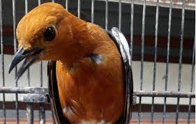 Suara Anis Merah Gacor Download Sekarang Suara Burung Burung Betina Burung Cantik