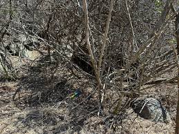 Image result for Dalbergia martinii