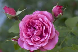 Image result for Rosa sp.