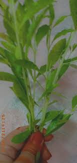 Check spelling or type a new query. Tak Perlu Tumbuk Daun Inai Hanya Balut Di Jari Sapu Minyak Angin 30 Minit Dah Merah Cantik Keluarga