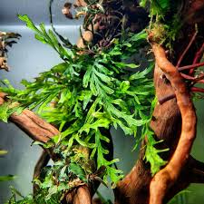 Image result for Bolbitis