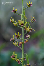 Image result for Eulophia alta