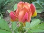 Image result for Crotalaria heidmannii