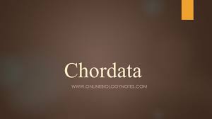 Phylum Chordata Characteristics Online Biology Notes