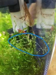 Image result for Utricularia gibba