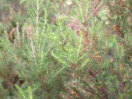 Image result for Erica arborea