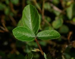 Image result for Desmodium subsecundum