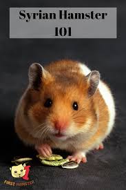 Hamsters are loners and two hamsters in the same cage will begin to fight and eventually, one may kill the other. Syrian Hamster 101 Breed Info And Care Sheet Hamster Food Syrian Hamster Hamster