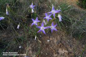 Image result for Wahlenbergia persimilis