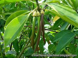 Image result for Bruguiera