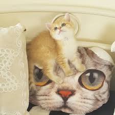 Ding Dong Ding Dong British Shorthair Erkek Prens Sultan Cihan Kedizade Uluslararasi Secere Belgeli Sertifikali Hakkinda Bilgi Kedi