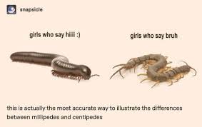 Millipedes Centipedes Centipede Illustration Millipede