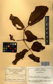 Image result for Adenodolichos