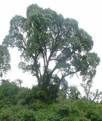 Image result for Cedrela