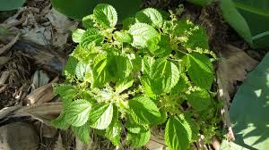 Image result for Laportea alatipes