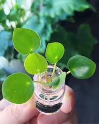 Bird Of Paradise Water Propagation Baby Pilea Plant Propagating In Water Houeplants Propagating Plants Plants Propagation