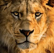 The lion (panthera leo) is an old world mammal of the felidae family and one of the four species of big cats (subfamily pantherinae) in the panthera genus, along with the tiger (p. Lions Mice And Antelope Isaac Jeffries