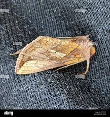 Image result for Plusia putnami