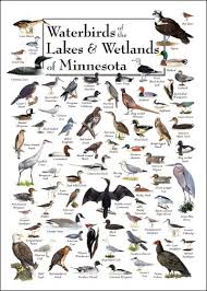 Birds Of The Bahamas Field Guide Waterbirds Of The Lakes Wetlands Of Minnesota Bird Identification Bird Poster Bird