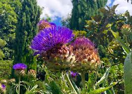 Cynara Cardunculus Globe Artichoke Garden Design Landscape Design Backyard Garden