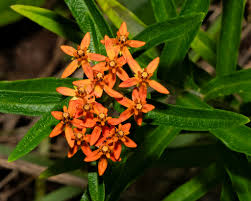 Image result for Asclepias graminifolia