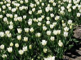 Bereits im märz blühen die ersten tulpen (tulipa) im garten. Garten Tulpe Tulipa Hybr Triumph Agrass White Pflanzen Enzyklopadie