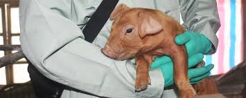 The gene for this protein has been genetically engineered into plants to make them insect resistant e.g., bt cotton (modified to control budworms and bollworms). The Superpowers Of Genetically Modified Pigs The Scientist Magazine