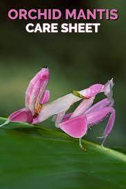 Pin On Mantis