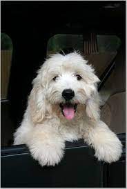 Goldendoodle Goldendoodle Goldendoodle Puppy For Sale English Goldendoodle