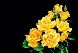 24 photos · curated by amanda stone. Beautiful Yellow Rose Wallpapers Free Download Flower 640x437 Download Hd Wallpaper Wallpapertip
