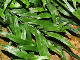 Image result for Lindsaea ensifolia