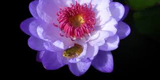 Image result for Aristolochia triactina