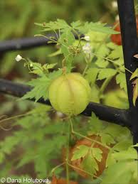 Image result for Cardiospermum halicacabum