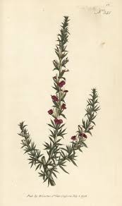 Image result for Muraltia