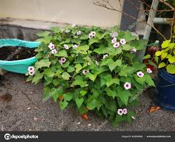 Image result for Ipomoea batatas pots