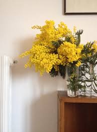 Pin By Teresa Gutierrez On Flowers Plants Mimosa Flower Flower Photos Plants