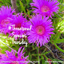 Image result for Scolopia zeyheri