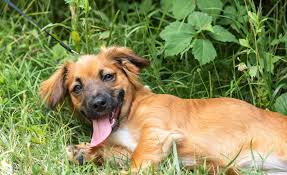 The golden shepherd is a mixed breed also known as a hybrid. Golden Shepherd Breed Info 4 Reasons To Own This Dog Perfect Dog Breeds