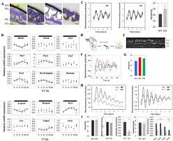 Check spelling or type a new query. A Clock In Mouse Cones Contributes To The Retinal Oscillator Network And To Synchronization Of The Circadian System Biorxiv