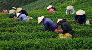 7 Komoditas Potensial Hasil Perkebunan Di Indonesia Agroindustri