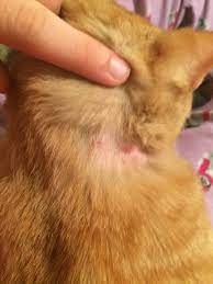 Communities > cats > hair loss, scabs and no fleas?! Why Does My Cat Have These Scabs On His Neck Thecatsite