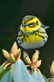 These birds are native to mexico, and are thus also called mexican yellow grosbeak. Sign In Animals Beautiful Beautiful Birds Animal Photography