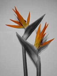 Birds Of Prey Flower Pin On What S In My Bouquet