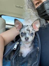 Enter your email address to receive alerts when we have new listings available for blue merle chihuahua puppies for sale uk. Little Bluebell Getting Ready For Her Well Puppy Visit With Her Vet 10 Weeks Blue Merle Chihuahua Love Her So Much Chihuahua