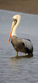 Sea Birds Of Cape Cod Pelicano Alcatraz Peruvian Pelican Chilepelikan Pelican Thage Fotos De Animales Aves Animales Extraordinarios