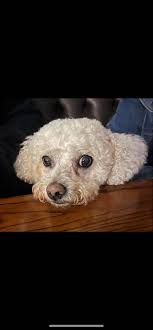 Hi guys, here's a Dog(Bichon Frise) that was designed ready for 3d  printing. Incase you've got anything you want designed for 3d printing feel  free to send me a direct message with