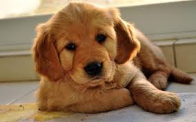 Maybe you would like to learn more about one of these? Golden Retriever Dog Names The Best List Of Ideas