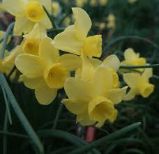 Jonquilla Narcissus Sabrosa Spring Perennials Daffodils Flower Names